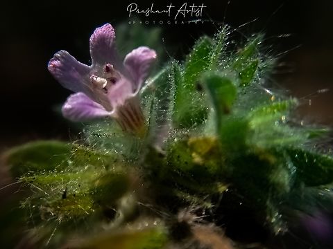 Staurogyne spathulata