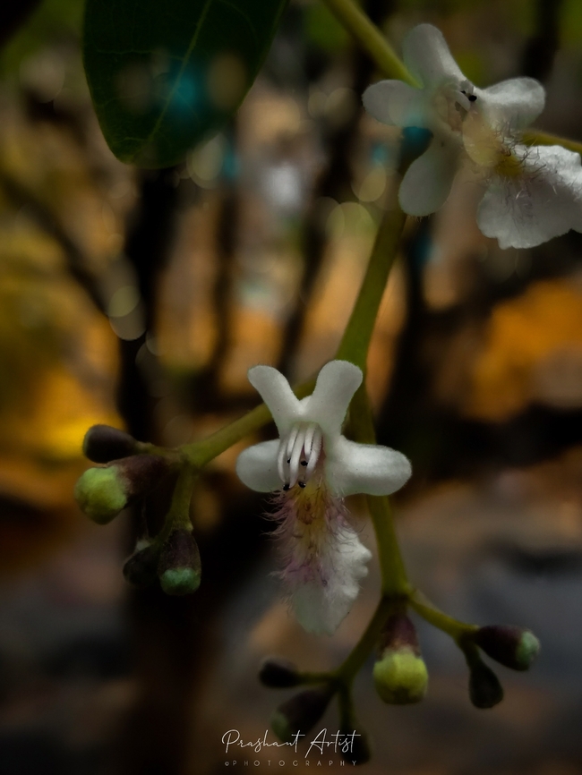 Vitex glabrata Tree species (Small trees) accumulated as Riparian vegetation. This plant is in the water stream. Rocky place. Flowers,Forest,Geotagged,India,Vitex glabrata,Wild Karnataka,Wildflowers,flower,flowering plant,incredible india,rocky plateau