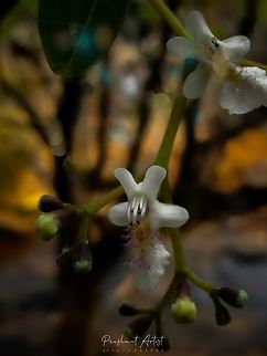 Vitex glabrata Tree species (Small trees) accumulated as Riparian vegetation. This plant is in the water stream. Rocky place. Flowers,Forest,Geotagged,India,Vitex glabrata,Wild Karnataka,Wildflowers,flower,flowering plant,incredible india,rocky plateau