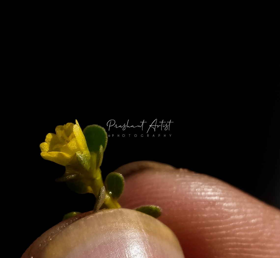 Portulaca oleracea The tiny plant gets evolved in the strong lumen. found in street commonly grown creeper in the city lands. Beldroega,Geotagged,India,Portulaca oleracea,Wild Karnataka,incredible india,portulaca,street