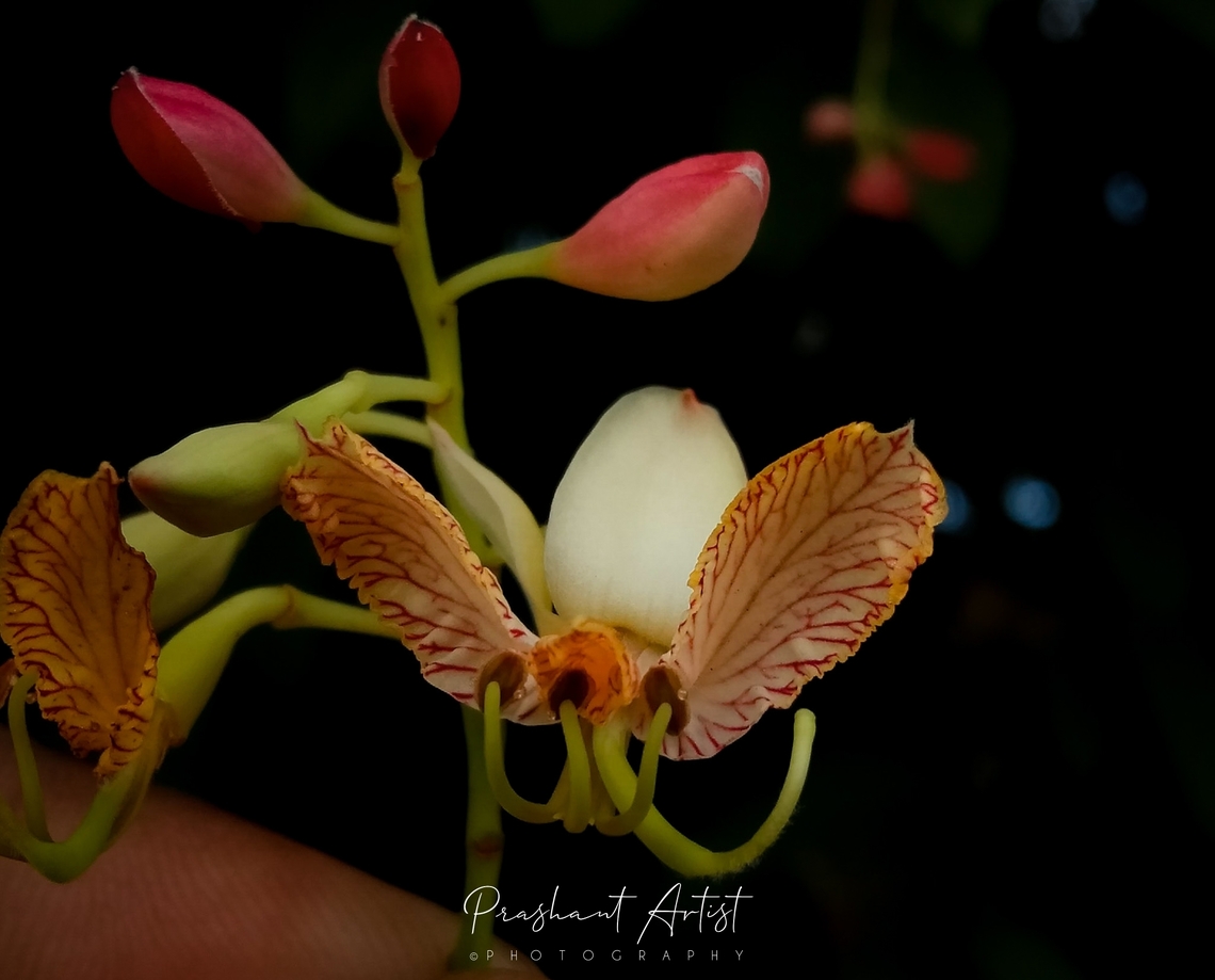 Tamarandus indica Blooms in summer look gorgeous with tiny flowers showing various morphological structures with winged petals. attracts insects by its nerves and pools the fruit after getting pollinated by the agents will get satisfied with plucking its nector. Flowers,Geotagged,India,Tamarind,Tamarindus indica,Wild Karnataka,Wild flowers,Wildflowers,blooming,blooms,flowering plant,incredible india,tamarandus,tamarandus indica