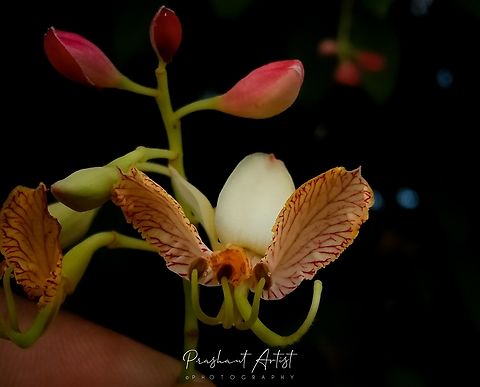 Tamarandus indica Blooms in summer look gorgeous with tiny flowers showing various morphological structures with winged petals. attracts insects by its nerves and pools the fruit after getting pollinated by the agents will get satisfied with plucking its nector. Flowers,Geotagged,India,Tamarind,Tamarindus indica,Wild Karnataka,Wild flowers,Wildflowers,blooming,blooms,flowering plant,incredible india,tamarandus,tamarandus indica