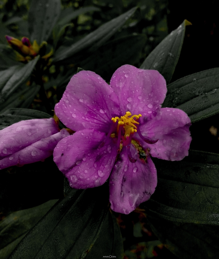 Melastoma malabathricum Melastomataceae family member one of the plant fruit get stains darker may lead to name the entire family as &quot;Black Mouth&quot; due to the colour strain of the fruit. Geotagged,India,Malabar melastome,Melastoma malabathricum,Pink Flowers,Wild Karnataka,bloom,blooming,flower,flowering plant,incredibleindia,wild flower