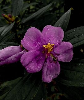 Melastoma malabathricum Melastomataceae family member one of the plant fruit get stains darker may lead to name the entire family as "Black Mouth" due to the colour strain of the fruit. Geotagged,India,Malabar melastome,Melastoma malabathricum,Pink Flowers,Wild Karnataka,bloom,blooming,flower,flowering plant,incredibleindia,wild flower