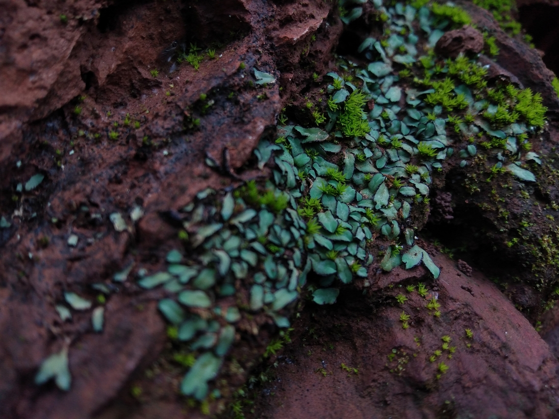 Riccia atromarginata Got this Thallus in hill rocks, rarely distributed and Thallus are attracted by darker margins.  Bryophyta,Geotagged,India,Karnataka,Riccia,Riccia atromarginata,Summer,Wild Karnataka,atromarginata,bryophytes,incredible india,thallus