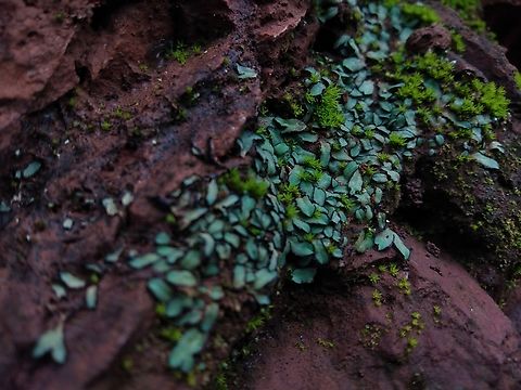 Riccia atromarginata Got this Thallus in hill rocks, rarely distributed and Thallus are attracted by darker margins.  Bryophyta,Geotagged,India,Karnataka,Riccia,Riccia atromarginata,Summer,Wild Karnataka,atromarginata,bryophytes,incredible india,thallus