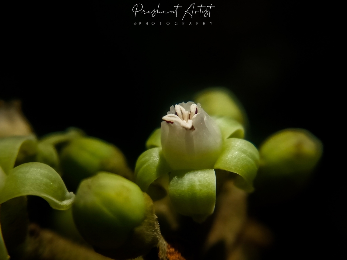 Leea asiatica Plant from vitaceae, which is about 7-15m tall somehow young plant stems delicate, and fruits are fleshy with 7 seeds. Pulp jelly. Geotagged,India,Leea asiatica,Rainforest,Wild Karnataka,Wild flowers,bloom,blooming,flower,green flower,incredible india,leea