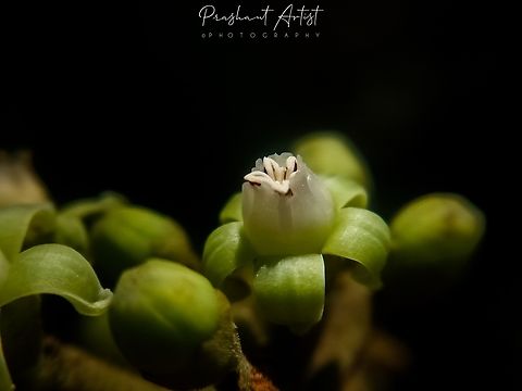 Leea asiatica Plant from vitaceae, which is about 7-15m tall somehow young plant stems delicate, and fruits are fleshy with 7 seeds. Pulp jelly. Geotagged,India,Leea asiatica,Rainforest,Wild Karnataka,Wild flowers,bloom,blooming,flower,green flower,incredible india,leea