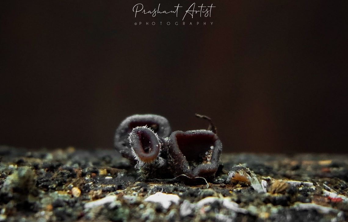 Auricularia sp Initiation of ear fungi, which named as Auricularia polytricha.  Auricularia polytricha,Cloud ear fungus,Fungi,Geotagged,India,Wild Karnataka,cup fungi,incredible india