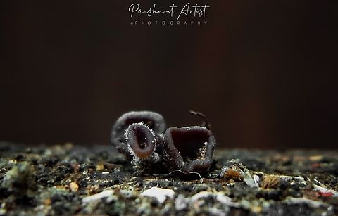 Auricularia sp Initiation of ear fungi, which named as Auricularia polytricha.  Auricularia polytricha,Cloud ear fungus,Fungi,Geotagged,India,Wild Karnataka,cup fungi,incredible india