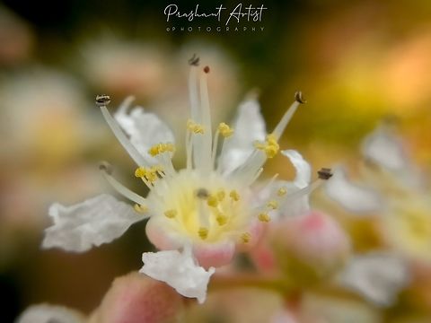 Lagerstroemia microcarpa Tree species, fruits are like nuts which used in several medicinal purpose. This tree found in central dry deciduous forest clump.  Geotagged,India,Lagerstroemia microcarpa,Tree,Wild Karnataka,Wild flowers,bloom,blooming,dry Deciduous,flower,flowering plant,incredible india,karnataka,lagerstroemia