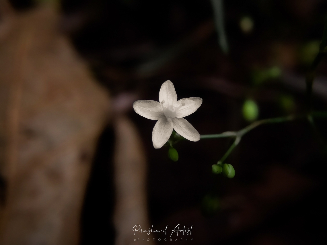 Mollugo pentaphylla L. This herb is grown in a tropical range times temporal region which is a very miniature flower that attracts insects like ants and bites even some bugs. Geotagged,India,Mollugo pentaphylla,Wild Karnataka,Wild flowers,bloom,blooming,flower,flowering plant,incredible india