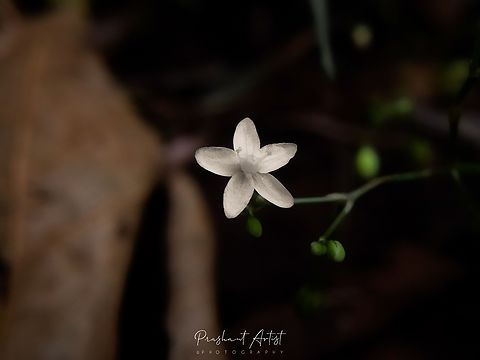 Mollugo pentaphylla L. This herb is grown in a tropical range times temporal region which is a very miniature flower that attracts insects like ants and bites even some bugs. Geotagged,India,Mollugo pentaphylla,Wild Karnataka,Wild flowers,bloom,blooming,flower,flowering plant,incredible india