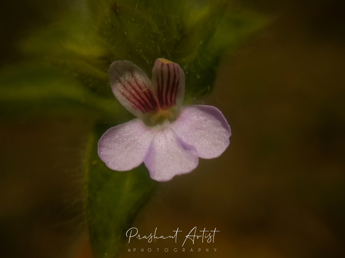 Nelsonia canescens This monotypic genus exists in India and is a herb with tiny morphology, this plant is found in Marshy areas of land where non-commercial with distance crops were isolated. Flowers,Geotagged,India,Nelsonia  canescens,Nelsonia canascens,Nelsonia canescens,Wild Karnataka,Wild flowers,bloom,blooming,flower,flowering plant,incredible india,karnataka