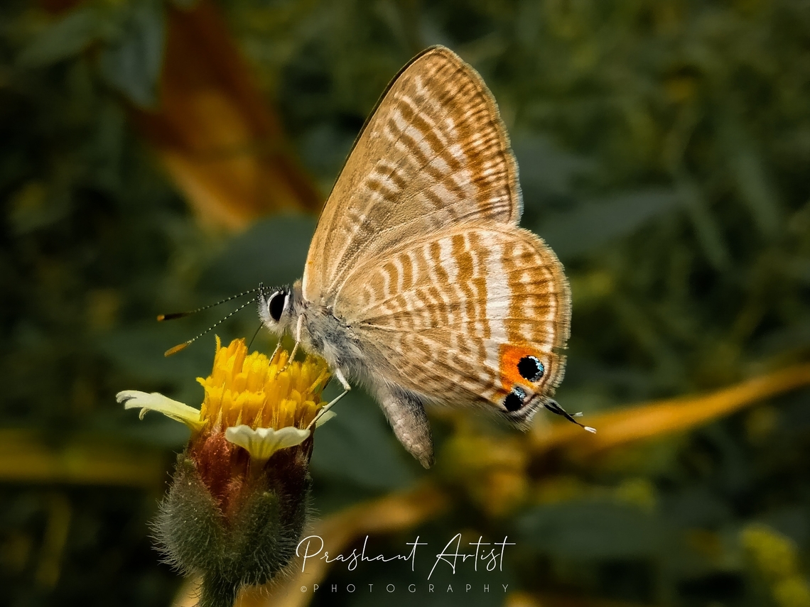Lampides boeticus This butterfly found at street which taking blossom from Aster plant bloom. Very minute about 3 - 5 cm in size. Butterfly,Geotagged,India,Karnataka,Lampides boeticus,Long-tailed pea-blue,Wild Karnataka,incredible india,wildlife
