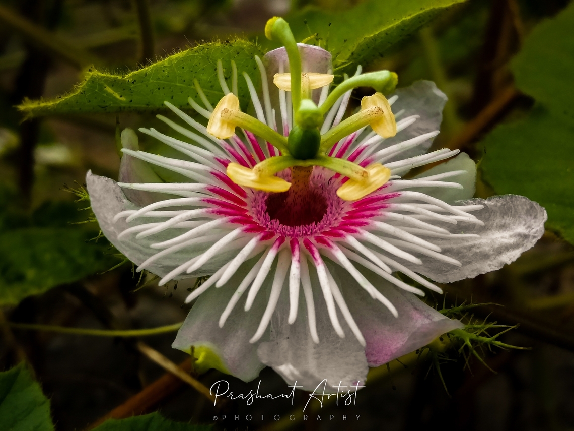 Passiflora foetida Climber species of Passionflower bloom gorgeously in pre-monsoon, during the summer season. commonly distributed throughout Karnataka and south India. Geotagged,India,Passiflora foetida,Pink Flowers,Stinking Passionflower,Wild Karnataka,Wild flowers,flower,flowering plant,incredible india,passiflora