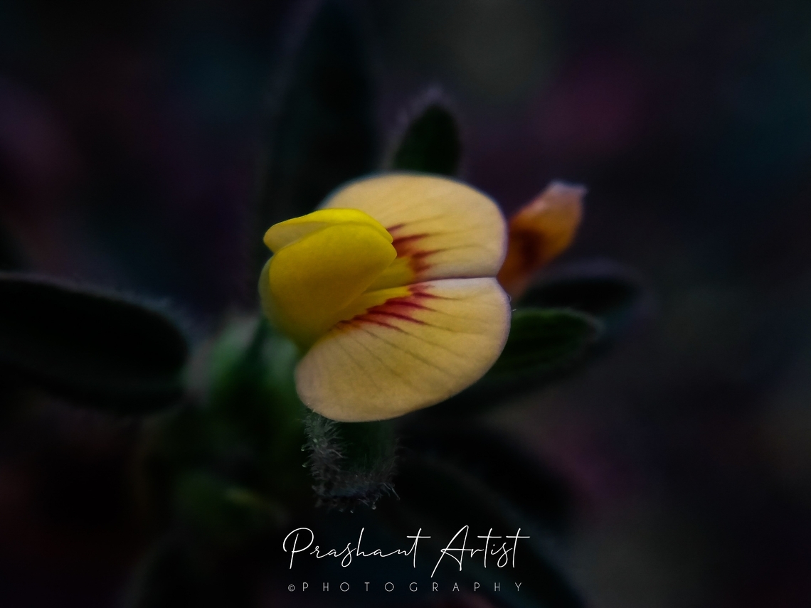 Stylosanthes fruticosa. Got these pants beside the path of hills. Just saw these as commonly distributed as wild.   Fabaceae,Geotagged,India,Stylosanthes fruticosa,Wild Karnataka,Wild flowers,Wildflowers,flower,flowering plant,incredible india,stylosanthes,stylosanthes fruticosa