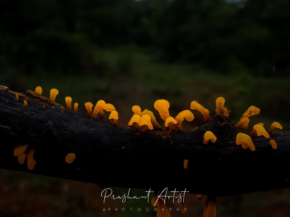 Dacryopinax spathularia This fungi got on dead log, which is common in wet forest ranges, this fungi usually known as orange edible coral fungi, previously recorded pictures are from various region and morphologically differ in nature and basis of factor influences. Dacryopinax spathularia,Fan-Shaped Jelly Fungus,Fungi,Geotagged,India,Orange,Wild Karnataka,edible,edible mushroom,incredible india,mycotroph,nature