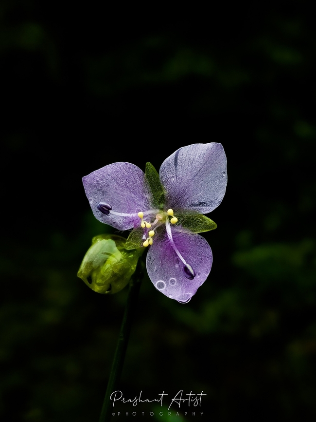 Murdannia simplex It's just grass under Commelinaceae member. Found in common transact. This plant bloom is very minute. But beautiful with Adorable habitat. Flowers,Geotagged,India,Murdannia,Murdannia simplex,Wild Karnataka,Wildflowers,flower,flowering plant,incredible,murdannia simplex,western