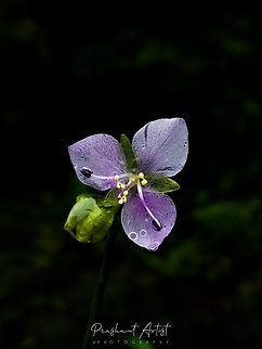 Murdannia simplex It's just grass under Commelinaceae member. Found in common transact. This plant bloom is very minute. But beautiful with Adorable habitat. Flowers,Geotagged,India,Murdannia,Murdannia simplex,Wild Karnataka,Wildflowers,flower,flowering plant,incredible,murdannia simplex,western