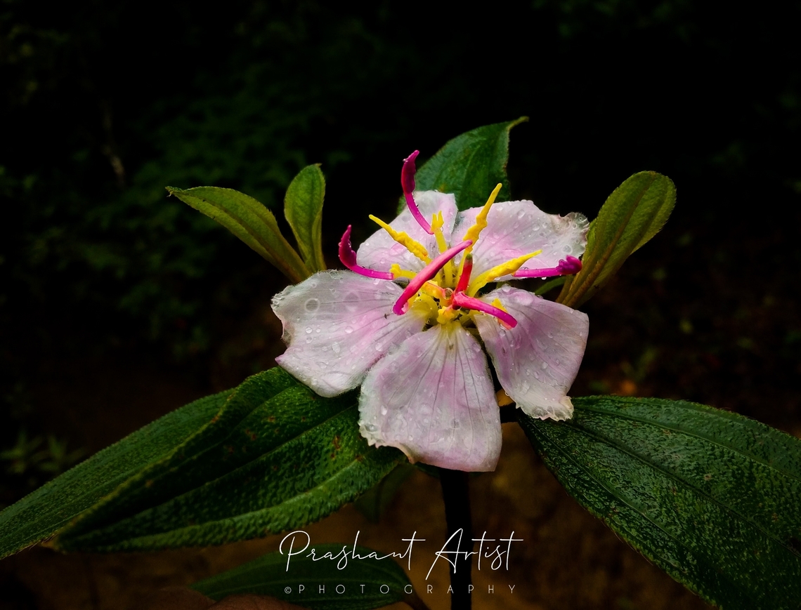 Melastoma malabathricum This plant is almost found at the besides of road. Fast distribution and Collab with native plants spreads all over the regions of India.  Flowers,Geotagged,India,Malabar melastome,Melastoma malabathricum,Wild Karnataka,Wildflowers,flower,flowering plant,incredible india,karnataka