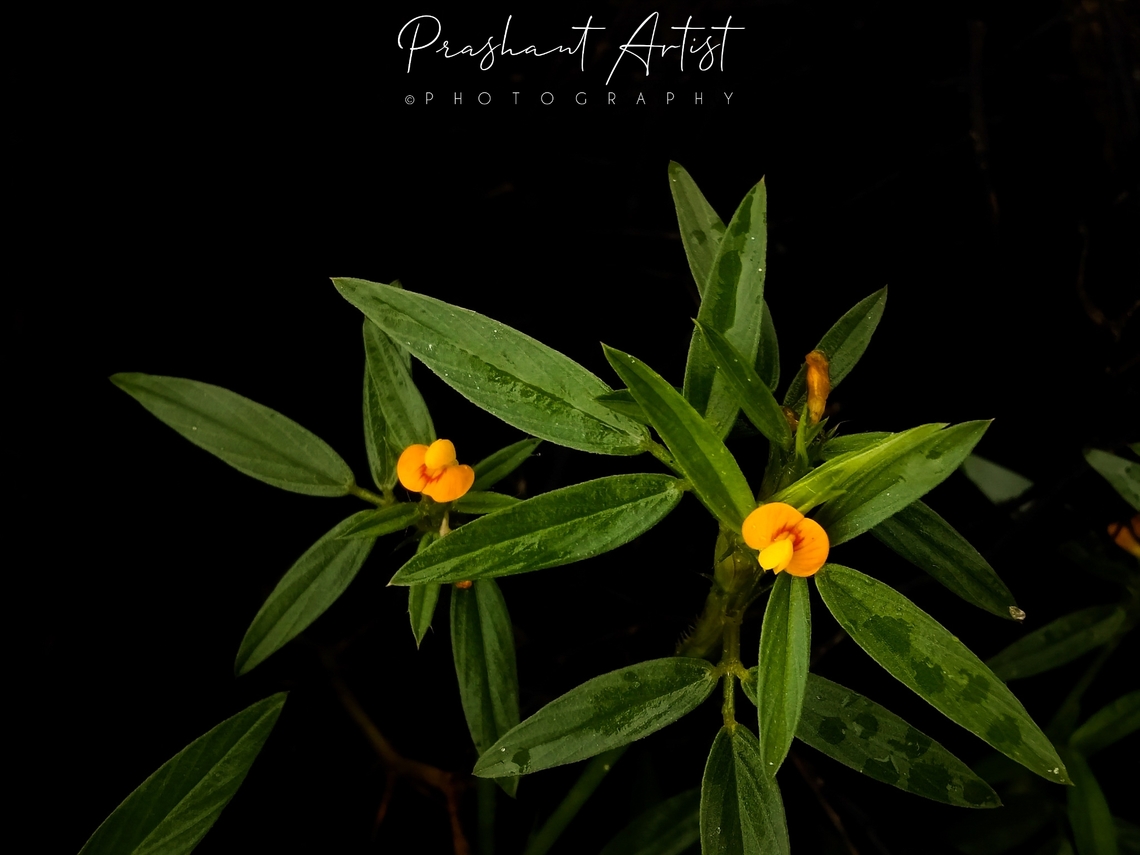 Stylosanthus fruticosa Weed like plant grown at beside of road, Foot path.  Geotagged,India,Stylosanthes fruticosa,Wild Karnataka,Wild Lucerne,Wild flowers,flower,flowering plant,incredible india,stylosanthes fruticosa