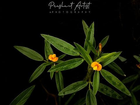Stylosanthus fruticosa Weed like plant grown at beside of road, Foot path. Geotagged,India,Stylosanthes fruticosa,Wild Karnataka,Wild Lucerne,Wild flowers,flower,flowering plant,incredible india,stylosanthes fruticosa