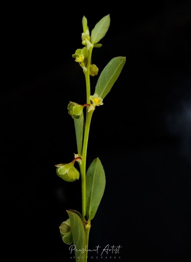 Phyllanthus maderaspatensis This species commonly found on foot paths and way of in between rocks or bricks of streets. Usually long shrub and have leaves arrangement looks gorgeous. Fruits are alike Christmas glitter balls. This entire plant looks beautiful at the blooming stage even. Very tiny flowers present. Geotagged,Incredible India,India,Phyllanthus,Phyllanthus maderaspatensis,Shrub,Wild Karnataka,Wildflowers,blooming,flower,flowering plant,herbs