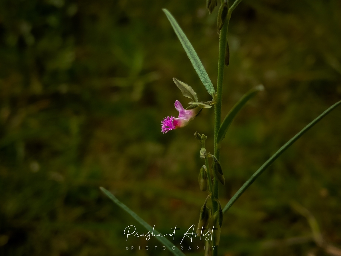 Polygala erioptera This plant is also called as two winged Fluffy willow. Which have two wings at the outer portion of petals which have slight small trichomes dense. And minute twigs are at the above ground aerial view in picture I have shown. This bloom entirely looks awesome and pinkish bloom looks greater help on neighbour plants.  Geotagged,India,Pink Flowers,Polygala,Polygala erioptera,Wild Karnataka,Wildflowers,blooming,flower,flowering plant,incredible india,polygala erioptera