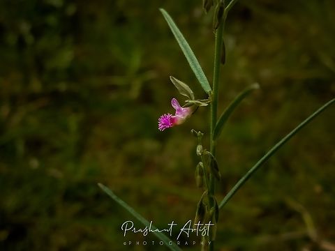 Polygala erioptera This plant is also called as two winged Fluffy willow. Which have two wings at the outer portion of petals which have slight small trichomes dense. And minute twigs are at the above ground aerial view in picture I have shown. This bloom entirely looks awesome and pinkish bloom looks greater help on neighbour plants.  Geotagged,India,Pink Flowers,Polygala,Polygala erioptera,Wild Karnataka,Wildflowers,blooming,flower,flowering plant,incredible india,polygala erioptera