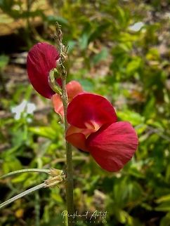 Macroptilium lathyroides. This plant crop yields the seeds which are essential for protein for health of human well being purpose. Geotagged,India,Macroptilium lathyroides,Phasey bean,Pink Flowers,Purple Bush-bean,Wild Karnataka,Wildflowers,flower,flowering plant,incredible india