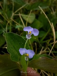 Commelina benghalensis. This plant bloom attracts and this monocot member under Commelinaceae. Commelina,Commelina benghalensis,Geotagged,India,Tropical Spiderwort,Wild Karnataka,Wildflowers,bloom,flower,flowering plant,incredible india