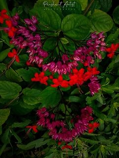 Clerodendrum thomsoniae.(Bleeding Heart Vine) This plant is ornamental. Common name Bleeding Heart Vine. Inflorescence looks gorgeous, fabulous blooms. Bleeding glory-bower,Clerodendrum thomsoniae,Geotagged,India,Karnataka,Pink Flowers,flower,flowering plant,incredible india
