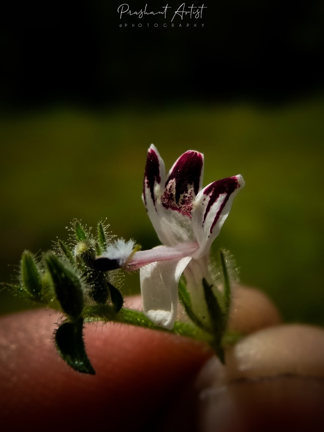 Andrographis echioides This plant from Ancanthaceae, found in Rocky plateau. Rarely found in the region of streets and hill tops. This plant inflorescence scapes arises from Node region. Andrographis,Andrographis echioides,False Waterwillow,Geotagged,Incredible,India,Karnataka,Plateau,Rocky Mountains,Wild flowers,Wildflowers,blooming,flower,rocky plateau