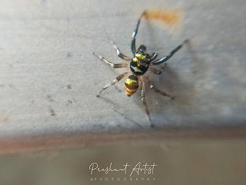 Phintella vittata Spider looks blue mint and yellowish and orange bands at dorsal. This spider locate at bush and doorside of the dry region. Banded Phintella,Geotagged,Incredible,India,Karnataka,Phintella vittata,Spider,Spiders