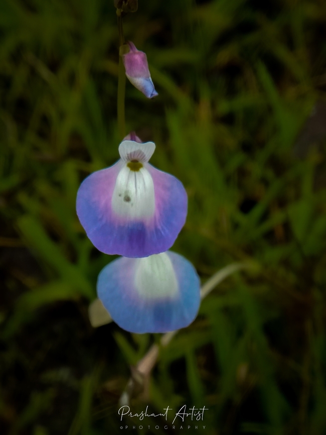 Utricularia albocaerulea One of the most common insectivorous plant in the field Lateritic Rocky plateau.  Flowers,Geotagged,India,Utricularia,Utricularia albocaerulea,Wild Karnataka,Wild flowers,flower,flowering plant,incredible india,insectivorous plant