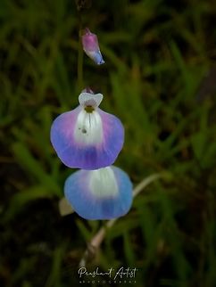 Utricularia albocaerulea One of the most common insectivorous plant in the field Lateritic Rocky plateau.  Flowers,Geotagged,India,Utricularia,Utricularia albocaerulea,Wild Karnataka,Wild flowers,flower,flowering plant,incredible india,insectivorous plant