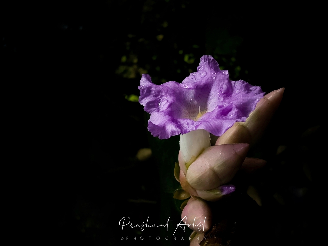 Strobilanthes callosa Road beside rich diversed plant ever. Looks pink or purplish violet blooms as fruitful joy. Dark forest and dry deciduous forest range is suitable for this plant. Geotagged,India,Karvi,Pink Flowers,Strobilanthes callosa,Wild Karnataka,Wild flowers,blooming,flower,flowering plant,incredible india,strobilanthes