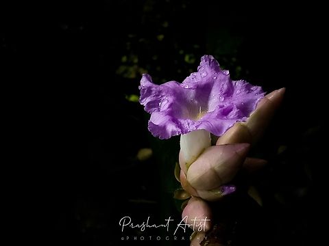 Strobilanthes callosa Road beside rich diversed plant ever. Looks pink or purplish violet blooms as fruitful joy. Dark forest and dry deciduous forest range is suitable for this plant. Geotagged,India,Karvi,Pink Flowers,Strobilanthes callosa,Wild Karnataka,Wild flowers,blooming,flower,flowering plant,incredible india,strobilanthes
