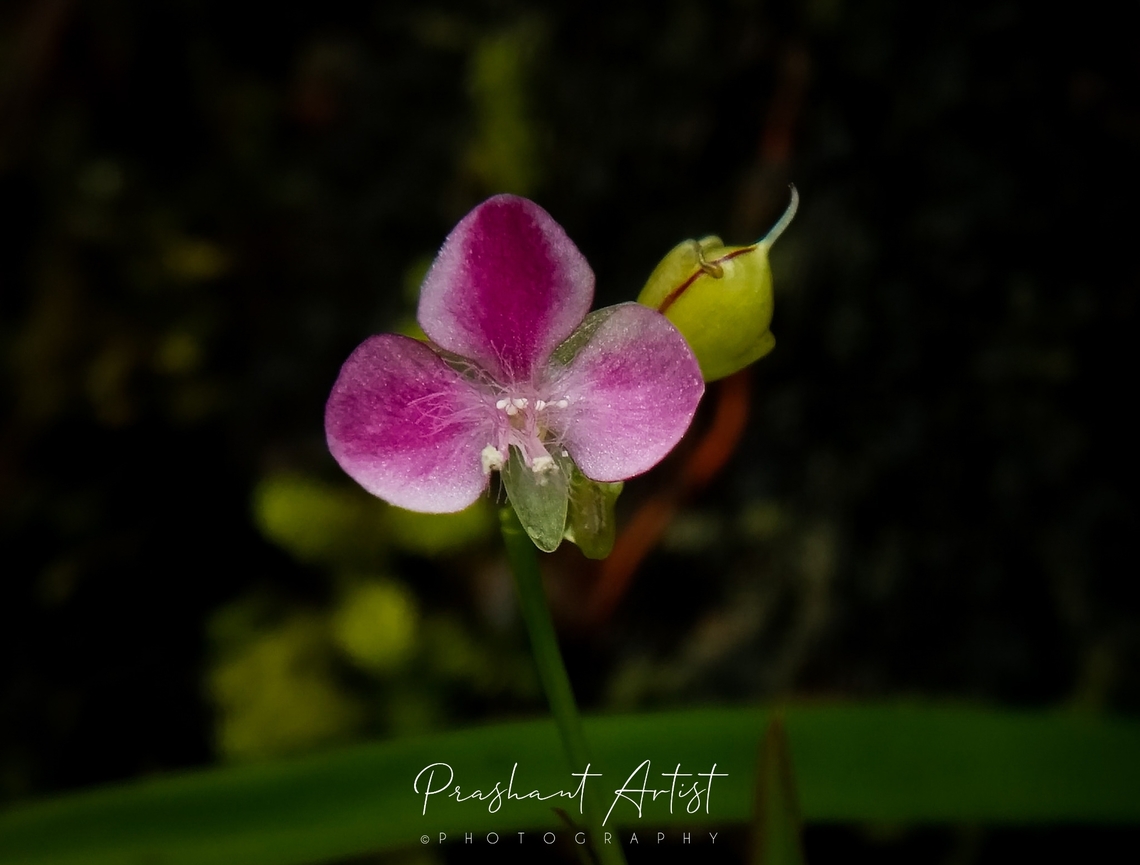 Murdannia nudiflora One of the most commonly distributed plant from South India region. This plant grown well with neighbouring plants alike Murdannia simplex and Murdannia semiteris. Grown with grass meadow between, sometimes as epiphytic. Geotagged,India,Mdannia,Murdannia nudiflora,Nakedstem Dewflower,Pink Flowers,Wild Karnataka,Wild flowers,Wildflowers,bloom,blooming,flower,flowering plant,incredible india