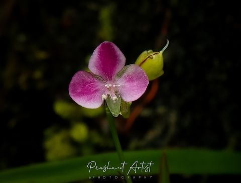 Murdannia nudiflora One of the most commonly distributed plant from South India region. This plant grown well with neighbouring plants alike Murdannia simplex and Murdannia semiteris. Grown with grass meadow between, sometimes as epiphytic. Geotagged,India,Mdannia,Murdannia nudiflora,Nakedstem Dewflower,Pink Flowers,Wild Karnataka,Wild flowers,Wildflowers,bloom,blooming,flower,flowering plant,incredible india