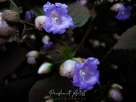 Strobilanthes heyneana