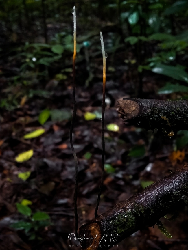Xylaria filiformis Found in wet forest, grown on dead wood. Extrinsic habitat of green vibe.  Dead Man's Fingers,Fungi,Geotagged,India,Rainforest,Wild Karnataka,Xylaria,Xylaria filiformis,coral fungi,incredible india,karnataka,wetland