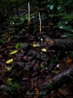 Xylaria filiformis Found in wet forest, grown on dead wood. Extrinsic habitat of green vibe.  Dead Man's Fingers,Fungi,Geotagged,India,Rainforest,Wild Karnataka,Xylaria,Xylaria filiformis,coral fungi,incredible india,karnataka,wetland