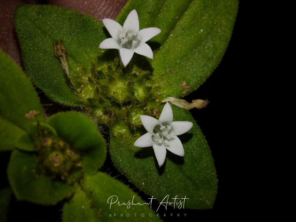 Richardia scabra. This rubiaceae member usually grown in between grass and neighbouring plants Cyanotis cristata, Commelina benghalensis, Tephrosia sp, Stylosanthes fruticosa. Photographed road beside. Flowers,Geotagged,India,Richardia,Richardia scabra,Wild Karnataka,Wild flowers,bloom,blooming,flower,flowering plant,incredible india