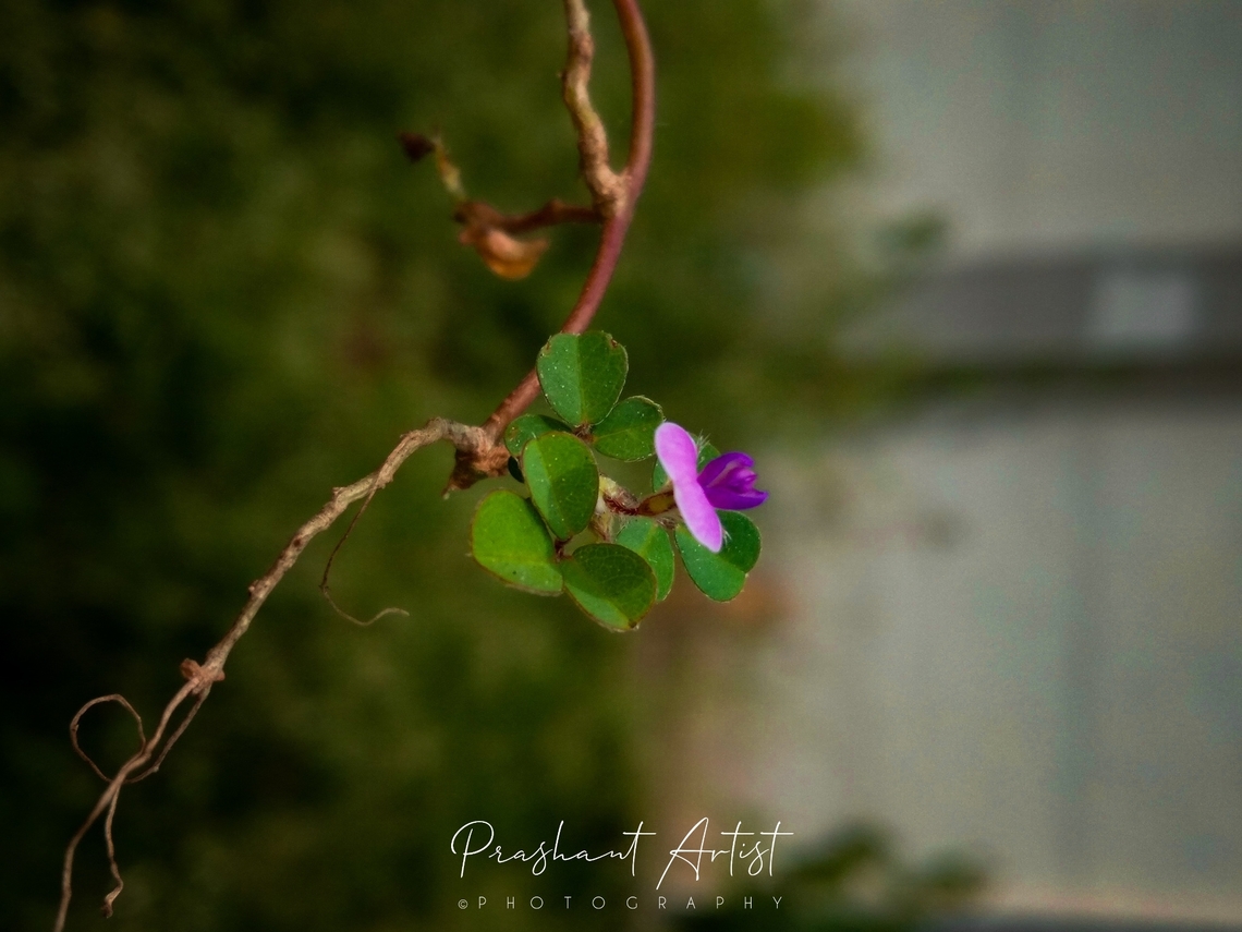 Grona triflora Creeping habitat, fabaceae member which is very small herb exposed when we take brief observation. 13 - 16 cm height. Flowers,Geotagged,Grona triflora,India,Pink Flowers,Wild Karnataka,Wildflowers,bloom,blooming,flower,flowering plant,grona,incredible india