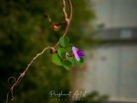 Grona triflora Creeping habitat, fabaceae member which is very small herb exposed when we take brief observation. 13 - 16 cm height. Flowers,Geotagged,Grona triflora,India,Pink Flowers,Wild Karnataka,Wildflowers,bloom,blooming,flower,flowering plant,grona,incredible india