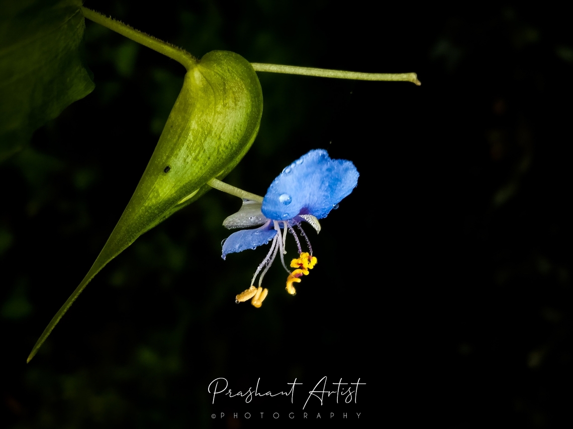 Commelina caroliniana Plant gives hope for the endemism in the field of tropical rain forests. I got this plant nearly 3k msl above the sea level. Breathtaking floral distribution. Commelina,Commelina caroliniana,Flowers,Geotagged,India,Purple Flowers,Wild Karnataka,Wild flowers,bloom,blooming,commelina caroliniana,flower,flowering plant,incredible india,rain,wet forest,wetland