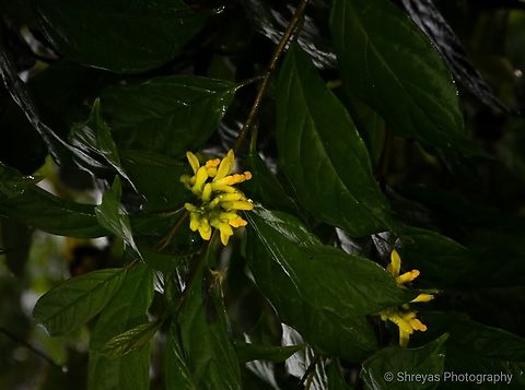 Polygala arillata This plant only found in the tropical rain forests, wet conditions has been evaluated, and this plant found near slopes of hill station. These trees are very unique to habitat of rain forest. Flowers,Geotagged,India,Polygala,Polygala arillata,Wild Karnataka,Yellow Milkwort,bloom,blooming,flower,flowering plant,incredibleindia,polygala arillata,yellow flowers