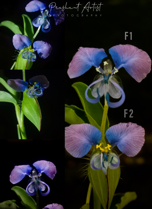 Commelina forskaolii. This bloom gives goosebumps showing its beauty of flower.  Commelina,Commelina forskaolii,Flowers,Geotagged,India,Pink Flowers,Rat's Ear,Wild Karnataka,flower,flowering plant,incredible india